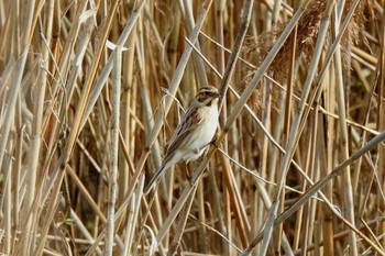 Common Reed Bunting Yumigahama park Fri, 2/21/2020