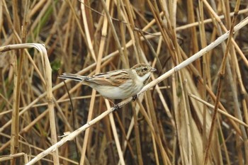 Common Reed Bunting Yumigahama park Sat, 3/7/2020