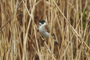 Common Reed Bunting Yumigahama park Sat, 3/7/2020