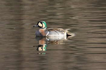 トモエガモ 見沼自然公園 2020年3月21日(土)