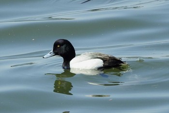 2020年3月12日(木) 湊山公園の野鳥観察記録