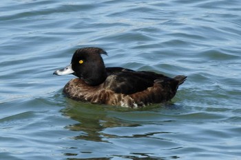 キンクロハジロ 湊山公園 2020年3月12日(木)