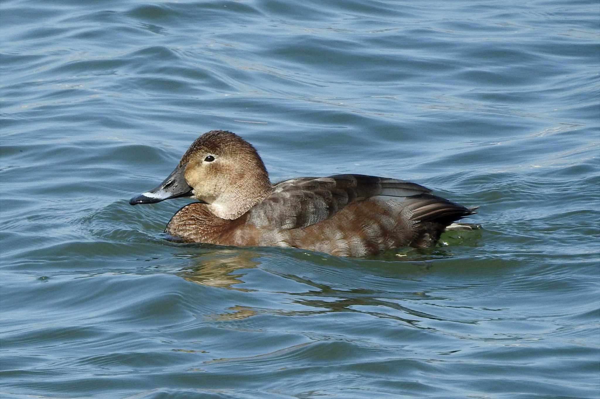 Common Pochard