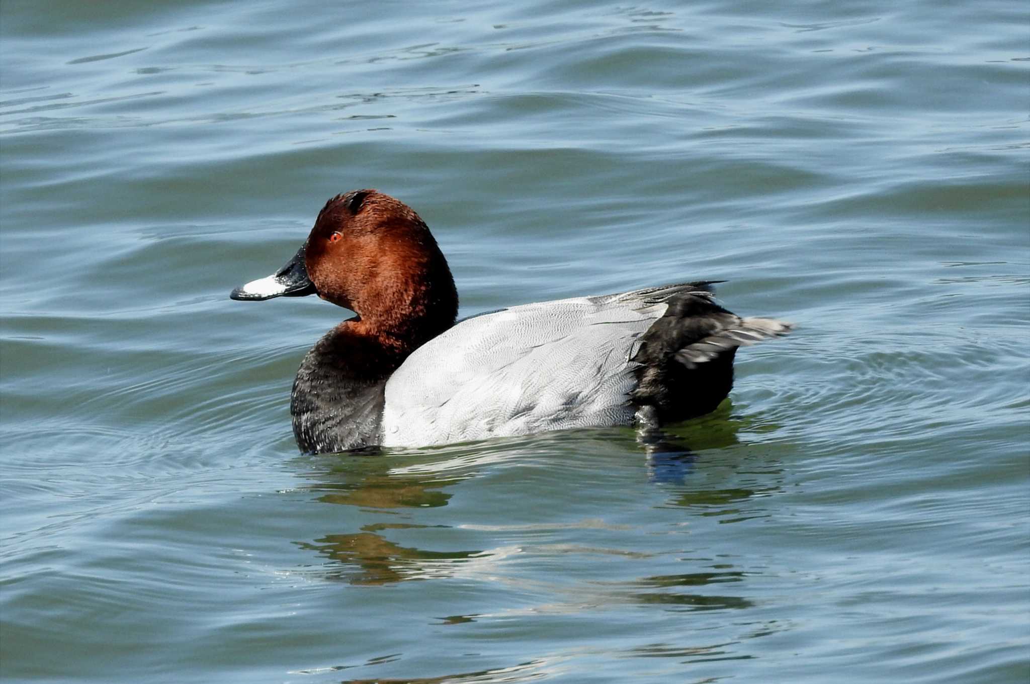 Common Pochard