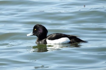 キンクロハジロ 湊山公園 2020年3月12日(木)