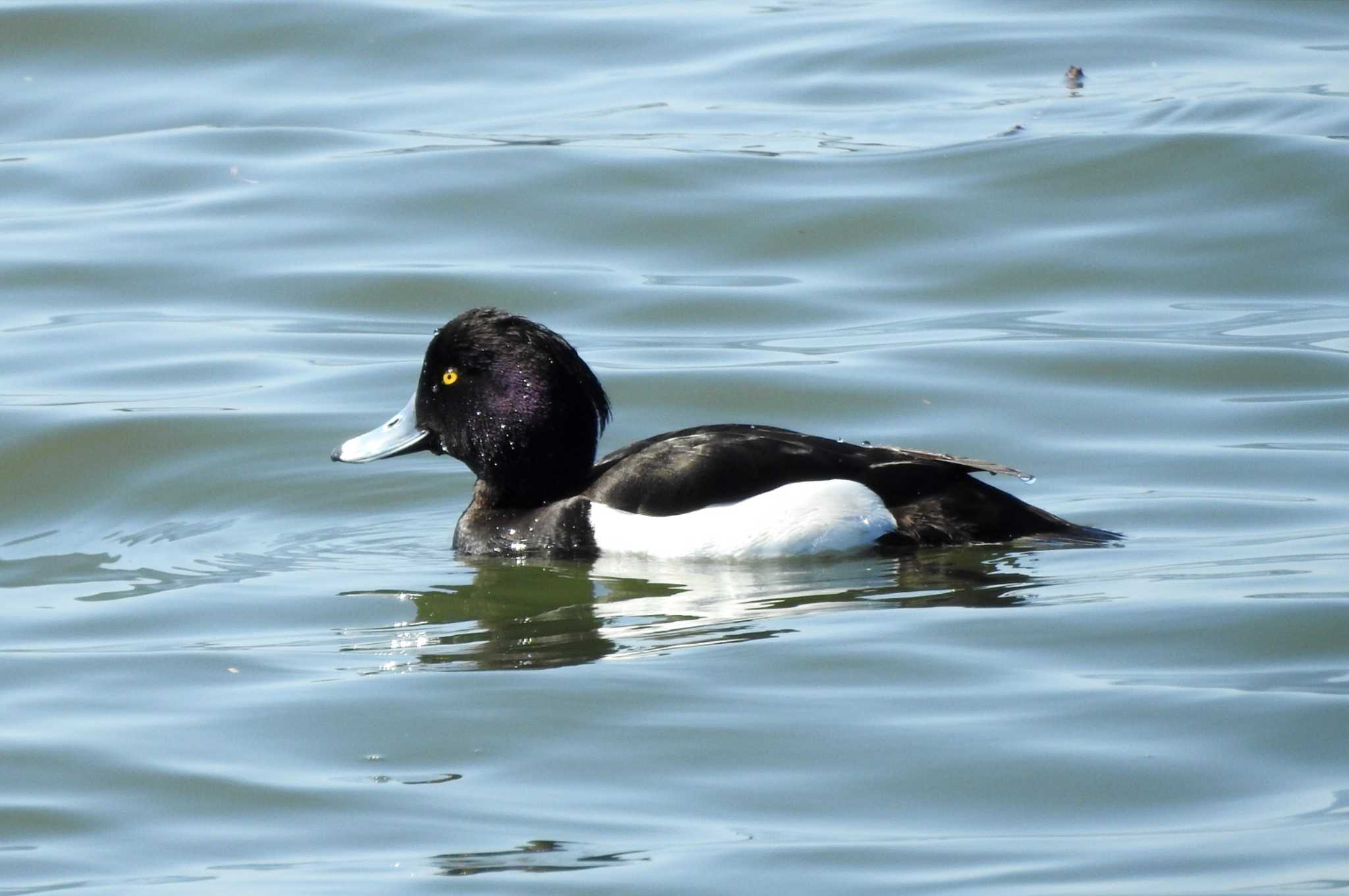 Tufted Duck