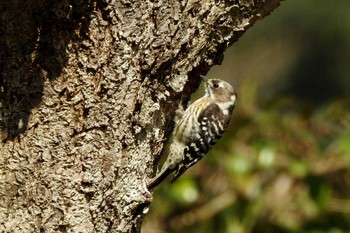 Japanese Pygmy Woodpecker 湊山公園 Thu, 3/12/2020