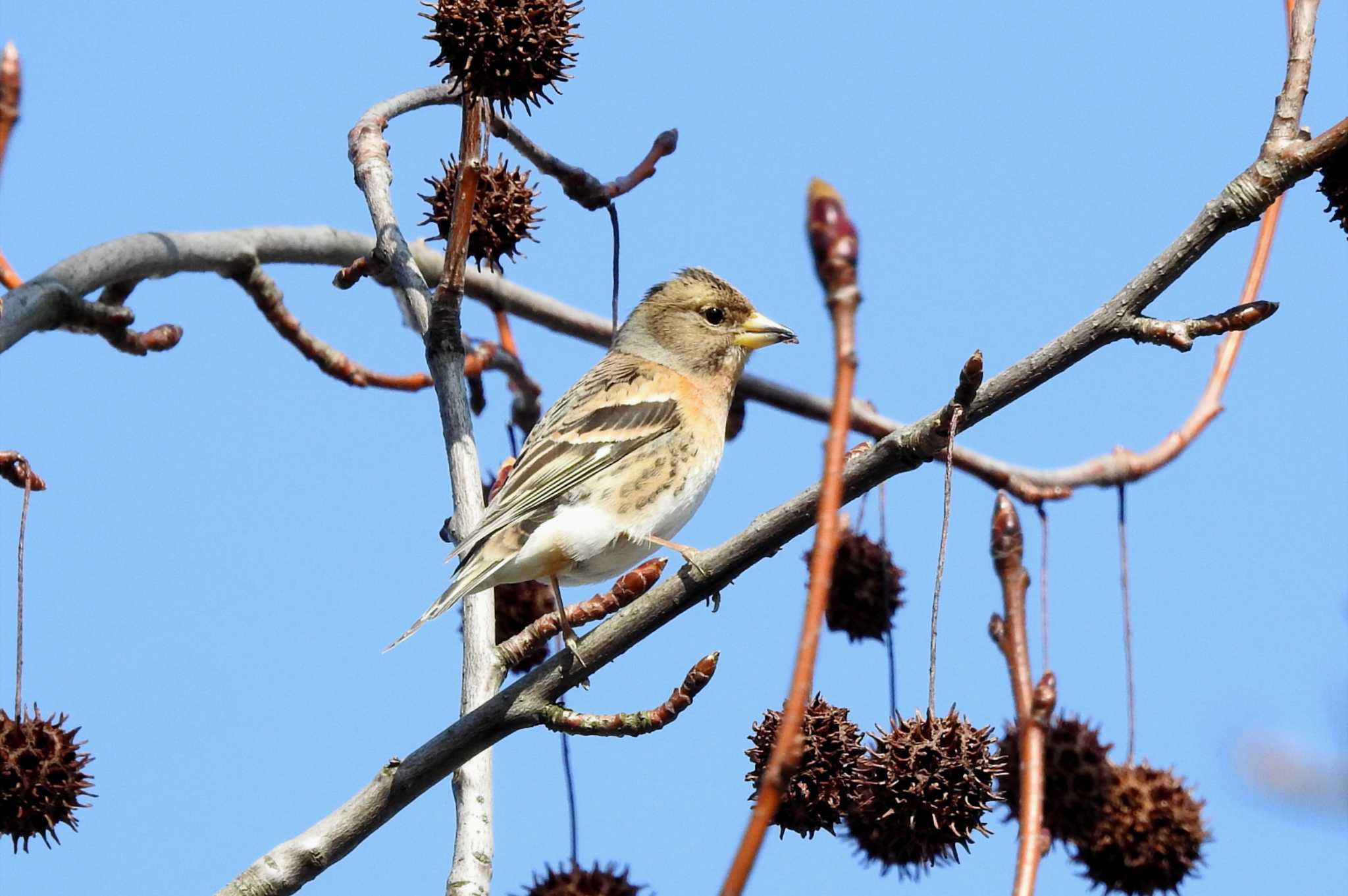 Photo of Brambling at 湊山公園 by 日本橋