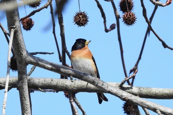 Brambling 湊山公園 Thu, 3/12/2020