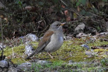 Pale Thrush 湊山公園 Thu, 3/12/2020