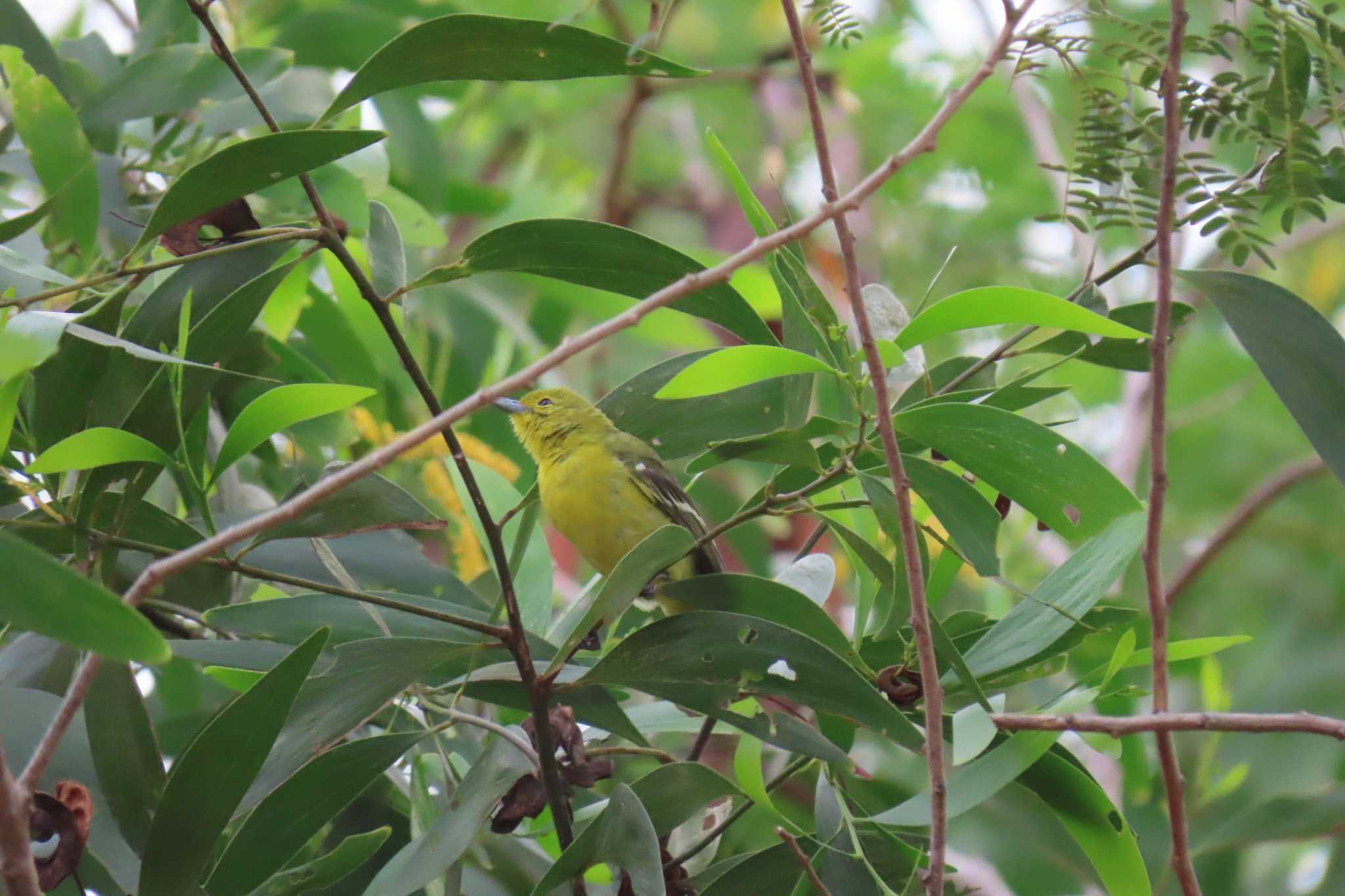 Khao Mai Keao Reservation Park ヒメコノハドリの写真 by span265