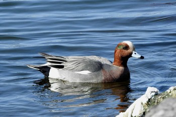 Eurasian Wigeon 湊山公園 Thu, 3/12/2020