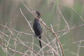 Little Cormorant Khao Mai Keao Reservation Park Sat, 3/21/2020