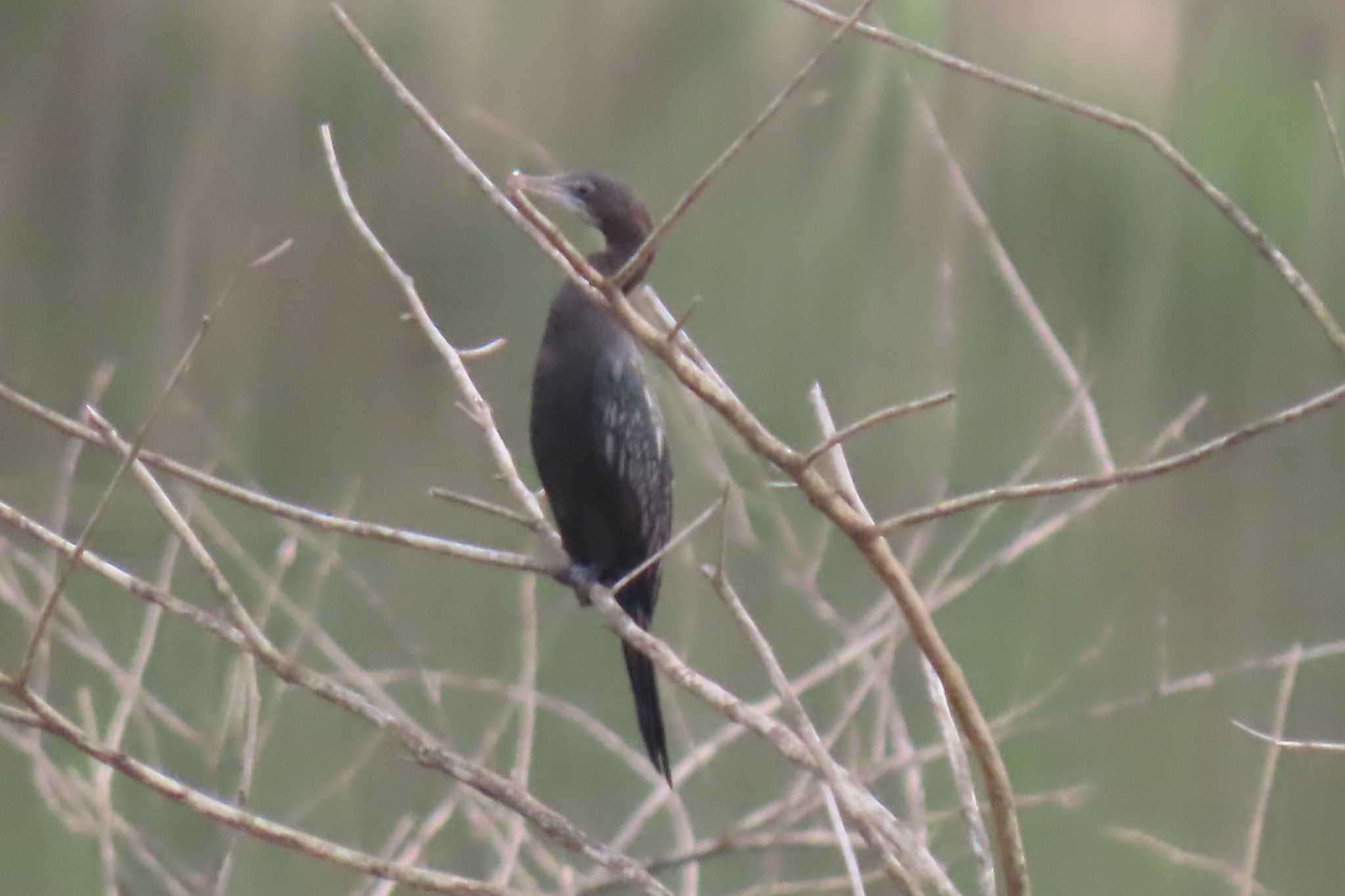 Photo of Little Cormorant at Khao Mai Keao Reservation Park by span265