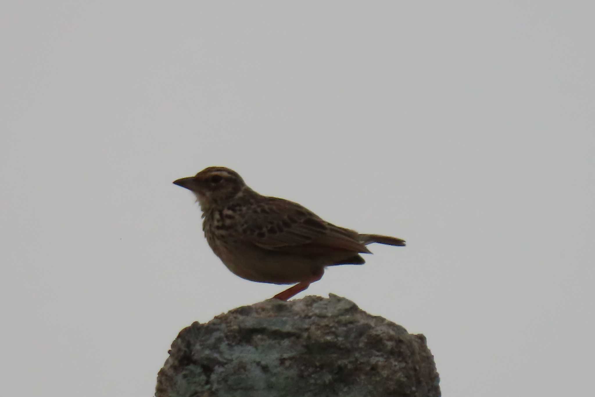 Photo of Olive-backed Pipit at Khao Mai Keao Reservation Park by span265