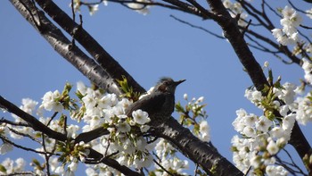 ヒヨドリ 場所が不明 2020年3月21日(土)