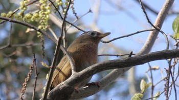 ガビチョウ 場所が不明 2020年3月21日(土)