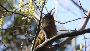 ガビチョウ 場所が不明 2020年3月21日(土)