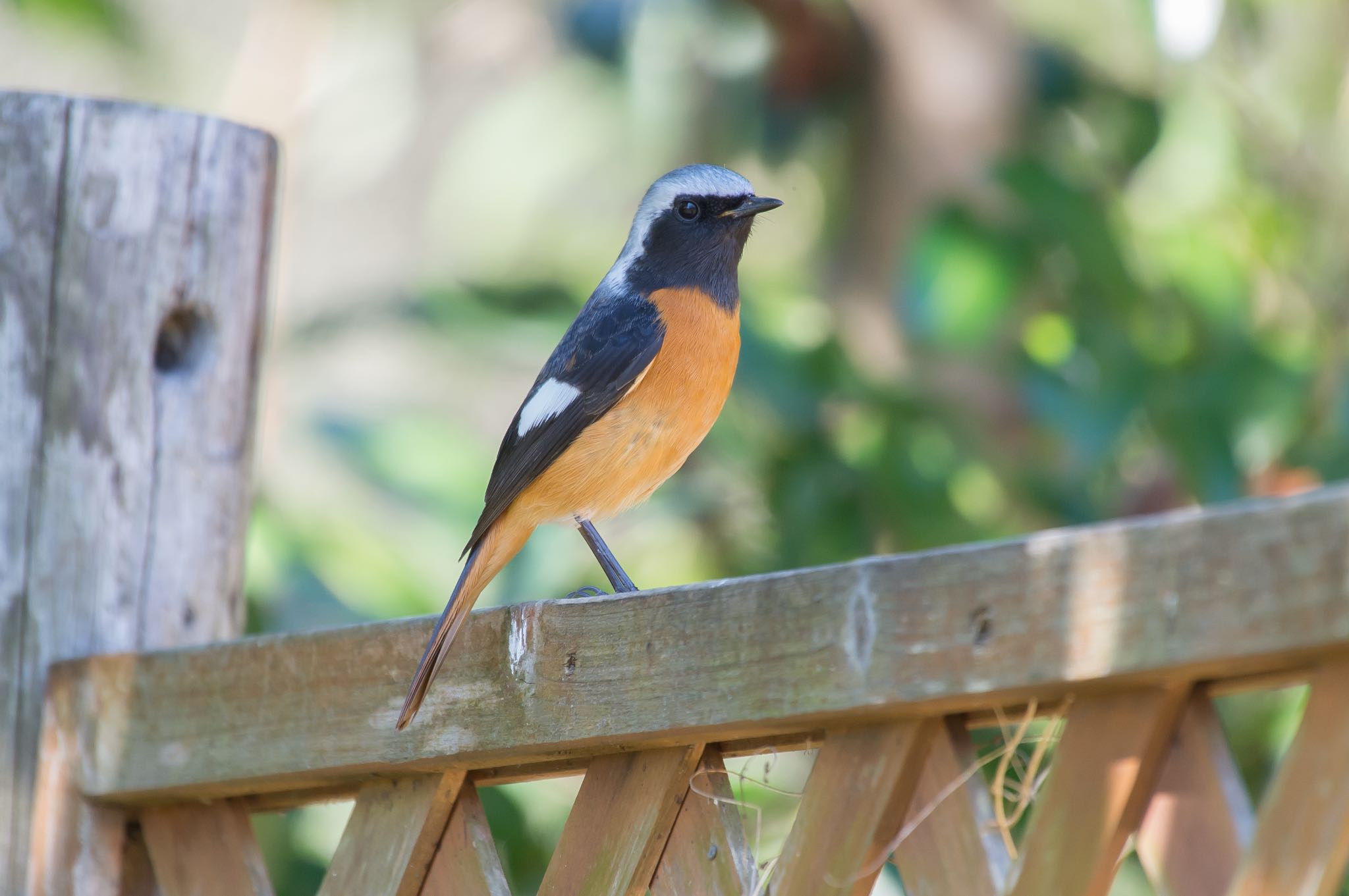 Photo of Daurian Redstart at Showa Kinen Park by Jgogo