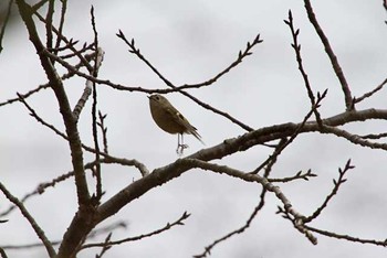 キクイタダキ 八柱霊園 2016年2月28日(日)