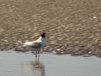 2020年3月20日(金) ふなばし三番瀬海浜公園の野鳥観察記録