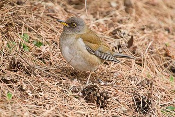 シロハラ 八柱霊園 2016年2月28日(日)