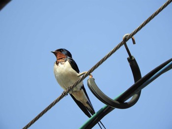 Barn Swallow 倉敷市藤戸町 Sat, 3/21/2020