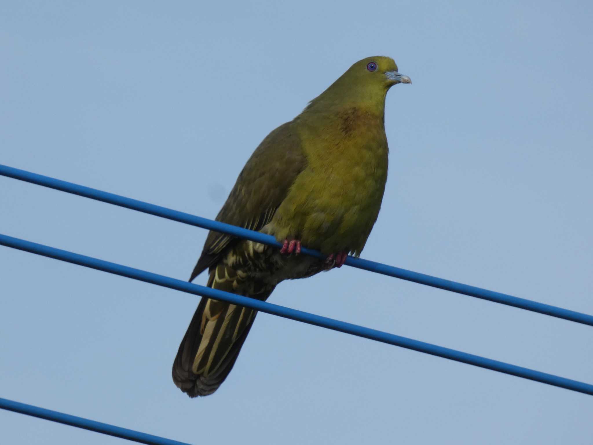 Photo of Ryukyu Green Pigeon at Yoron Island by あおこん