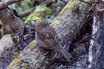 Japanese Accentor Hayatogawa Forest Road Mon, 2/29/2016