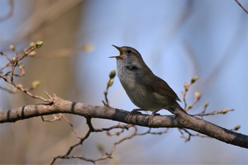 ウグイス 上郷自然観察の森 2020年3月18日(水)