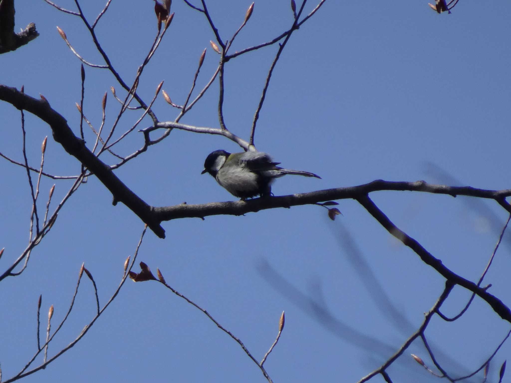 Japanese Tit