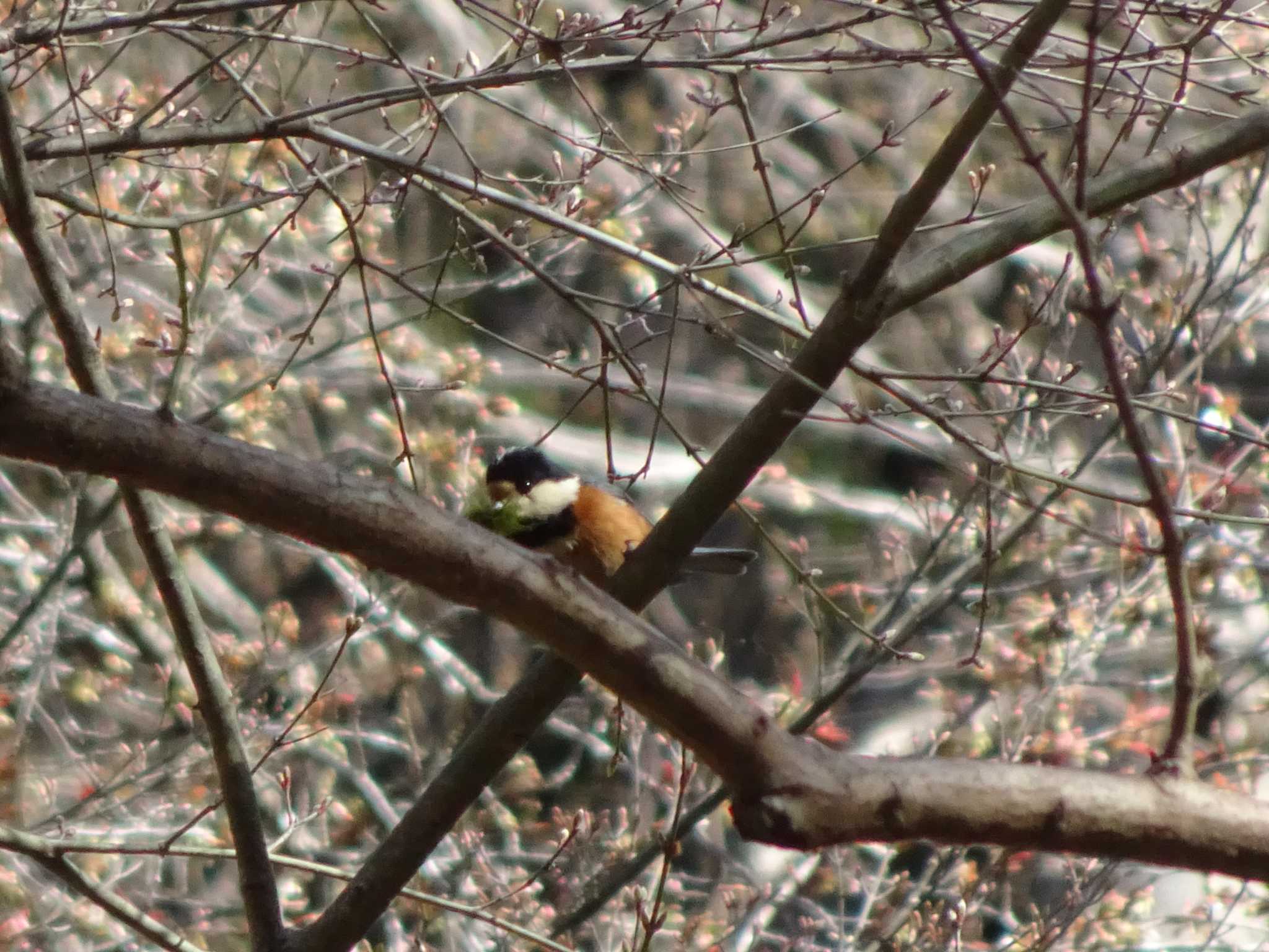 Varied Tit