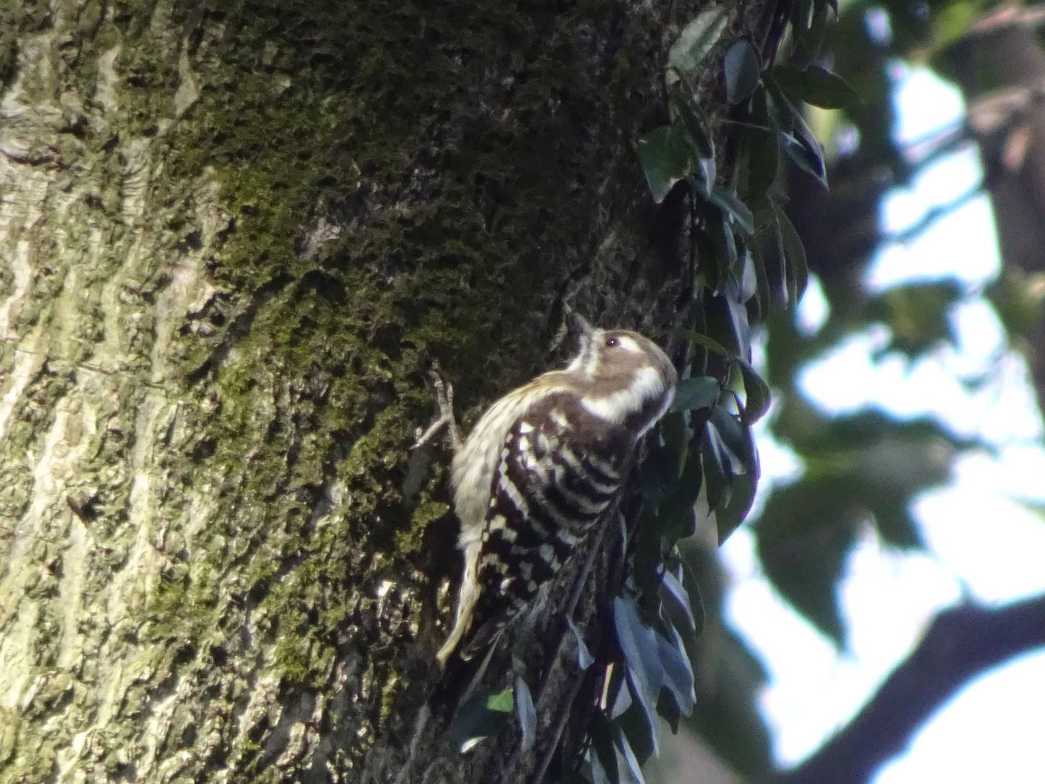 Japanese Pygmy Woodpecker