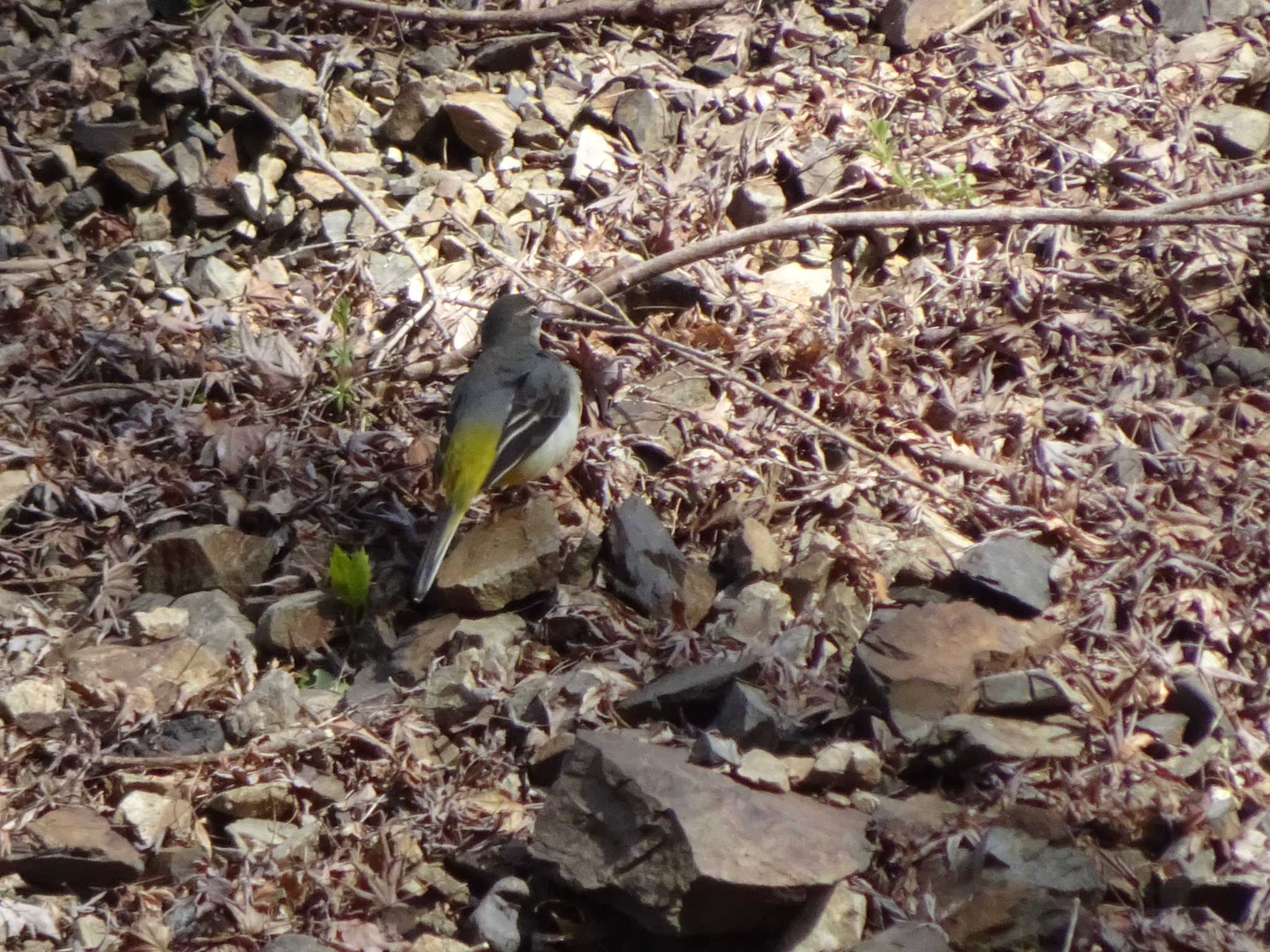 Photo of Grey Wagtail at Mt. Takao by Kozakuraband