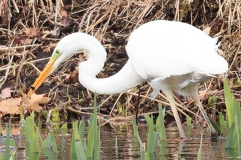 Great Egret Tomakomai Experimental Forest Fri, 3/20/2020