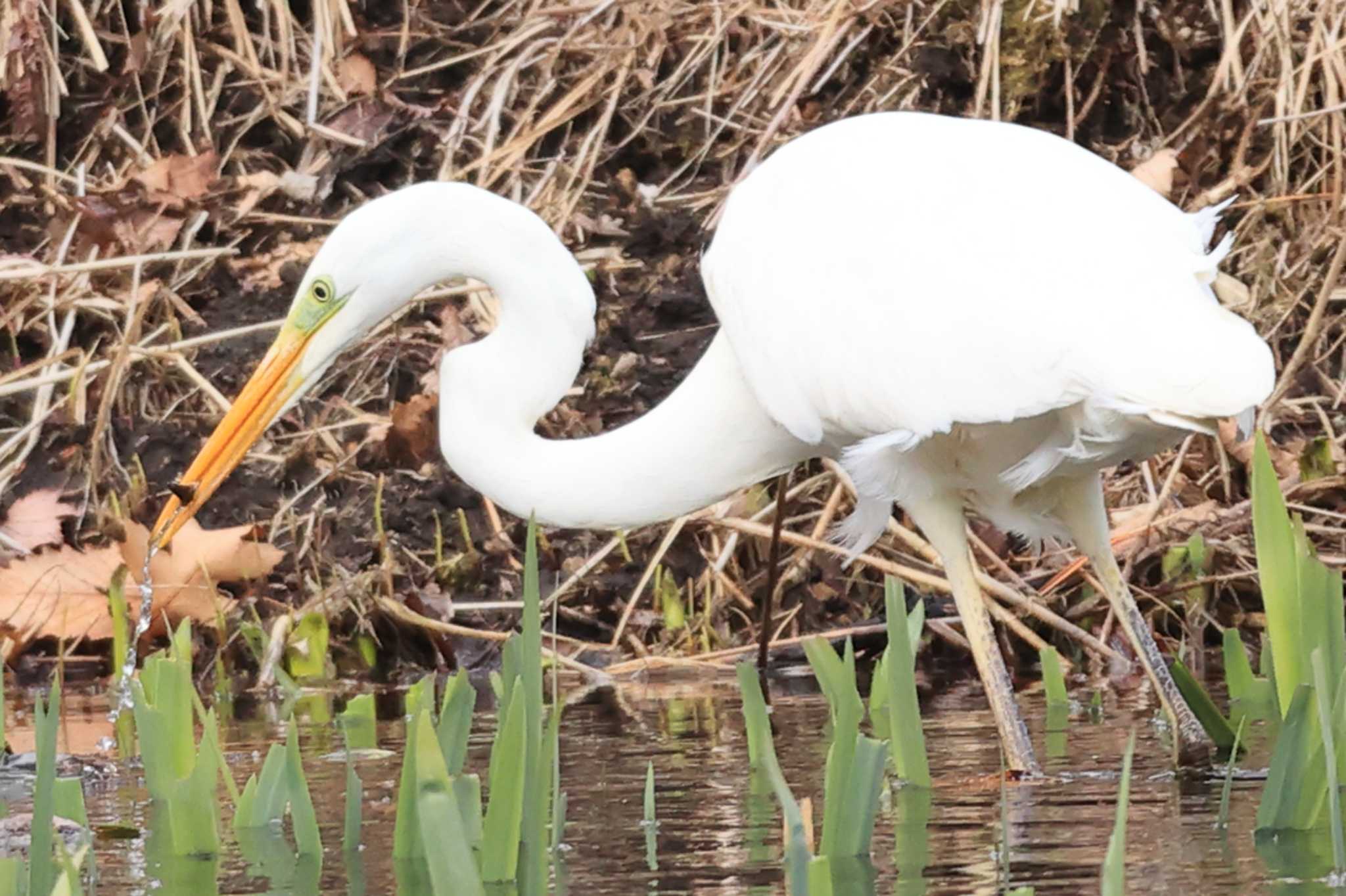 Photo of Great Egret at Tomakomai Experimental Forest by かちこ