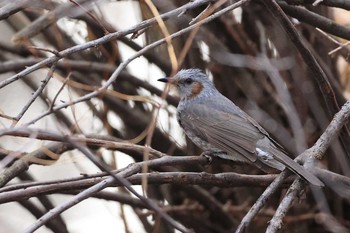 Brown-eared Bulbul Tomakomai Experimental Forest Fri, 3/20/2020