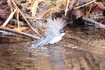 Japanese Tit Tomakomai Experimental Forest Fri, 3/20/2020