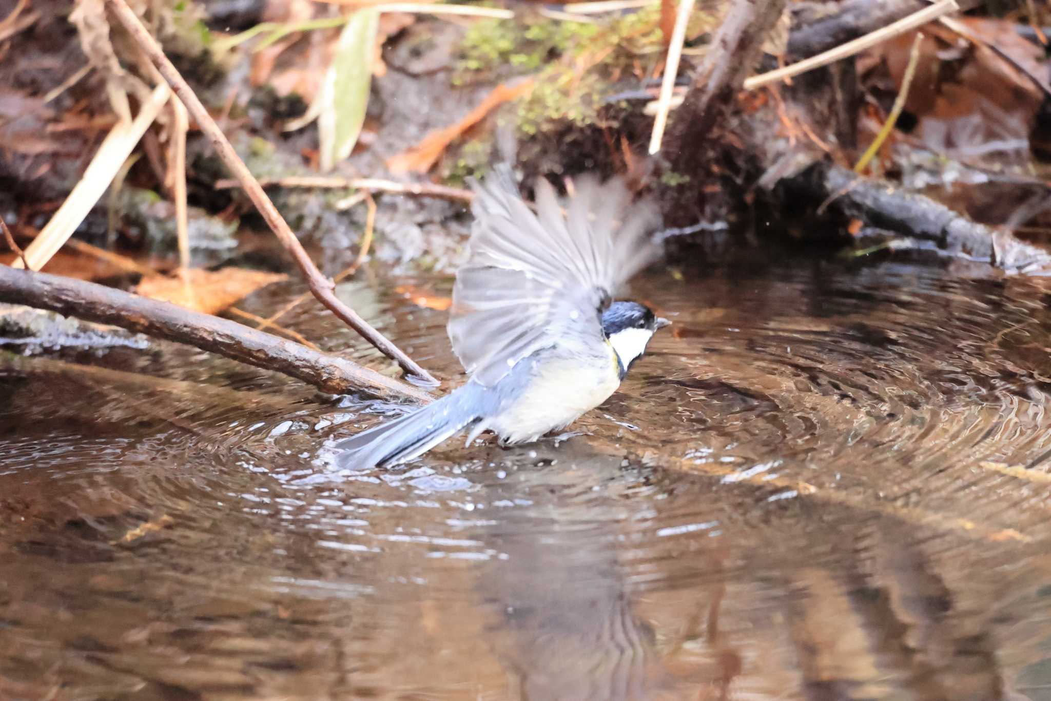 Photo of Japanese Tit at Tomakomai Experimental Forest by かちこ