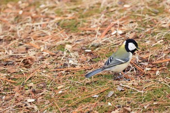 シジュウカラ 北大研究林(北海道大学苫小牧研究林) 2020年3月20日(金)