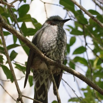 2020年3月21日(土) 大泉緑地の野鳥観察記録