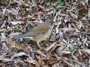 Pale Thrush Machida Yakushiike Park Fri, 3/20/2020