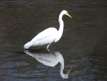 Little Egret 泉の森公園 Sat, 3/21/2020