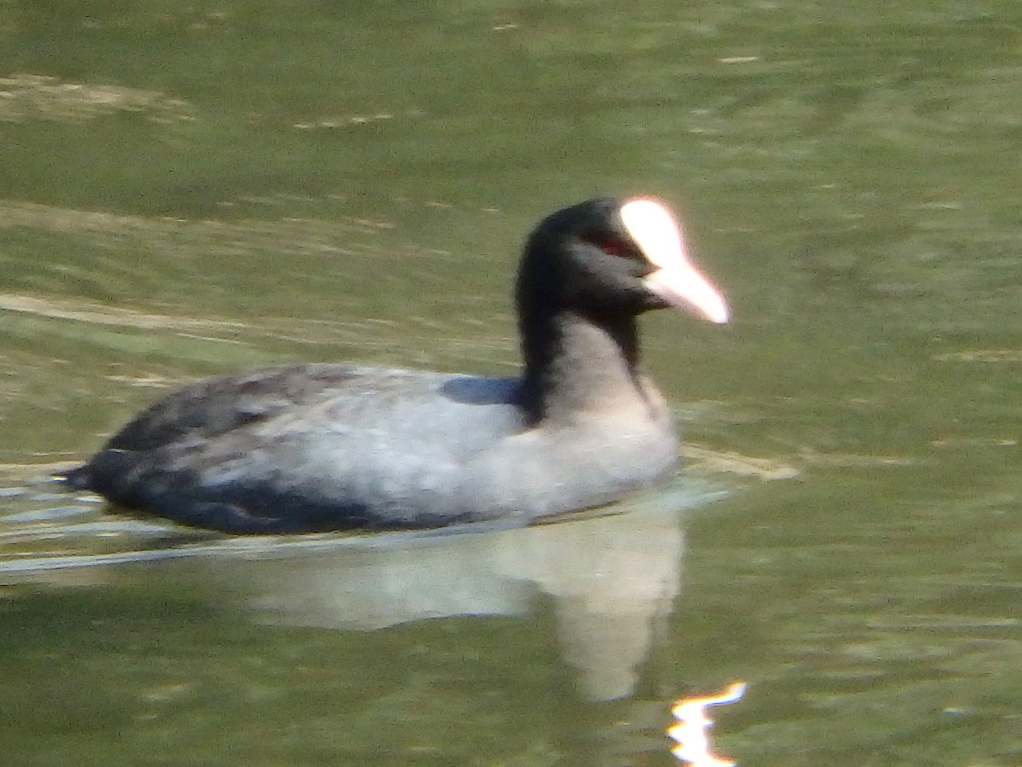 Photo of Eurasian Coot at 泉の森公園 by まさ