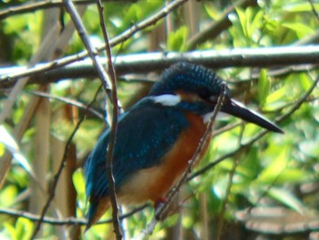 Common Kingfisher 泉の森公園 Sat, 3/21/2020