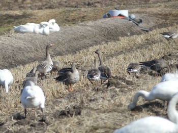 2020年3月21日(土) 宮島沼の野鳥観察記録