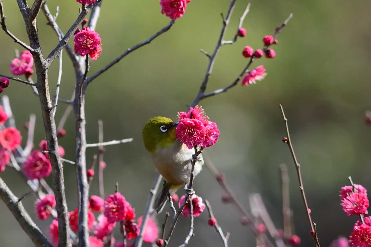 池上梅園 メジロの写真 by Kazuyuki Watanabe