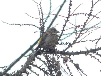 Sat, 3/21/2020 Birding report at キトウシ森林公園