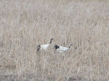 2020年3月21日(土) 舞鶴遊水地の野鳥観察記録