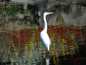 Little Egret 泉の森公園 Sat, 3/21/2020